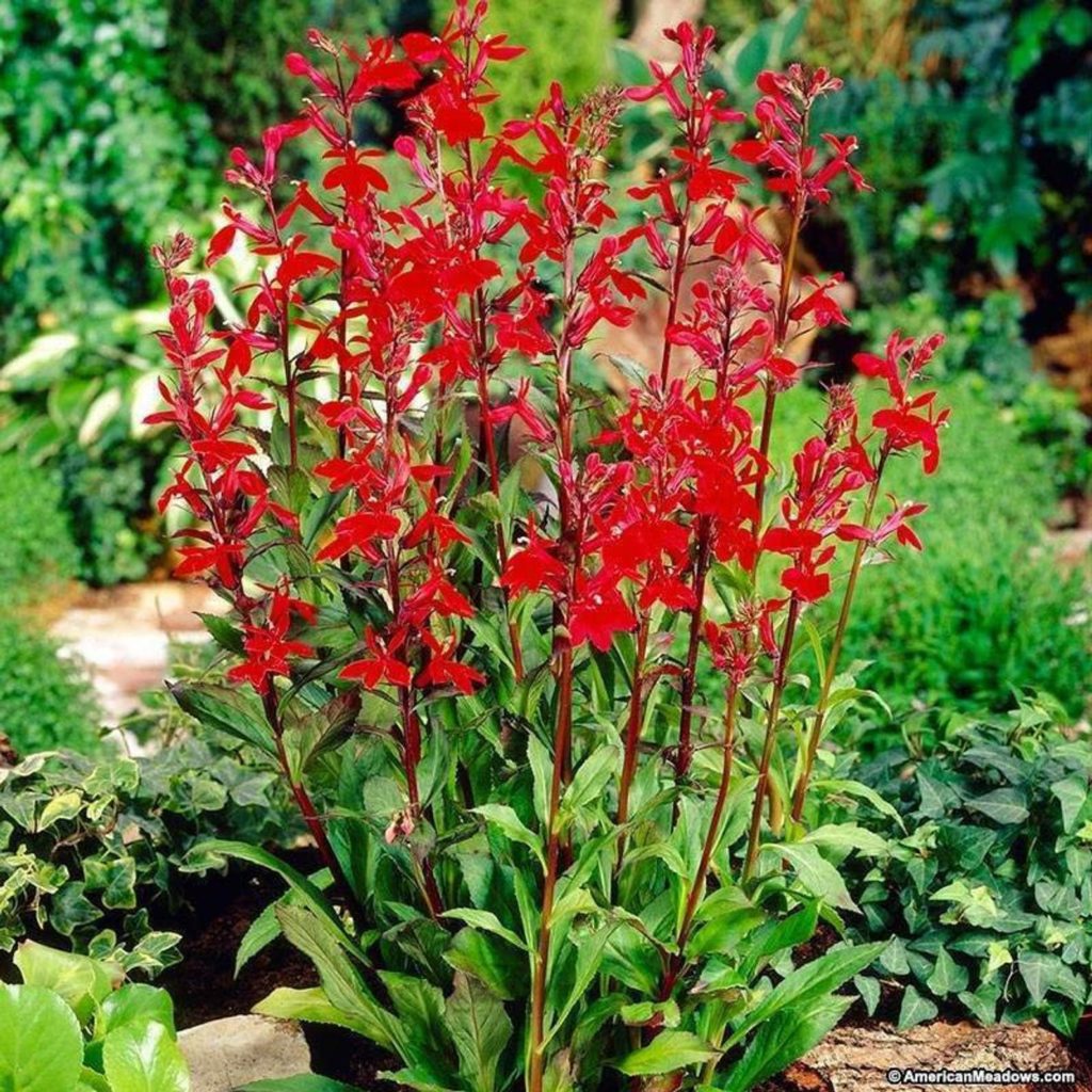 Perenial plants for maryland garden