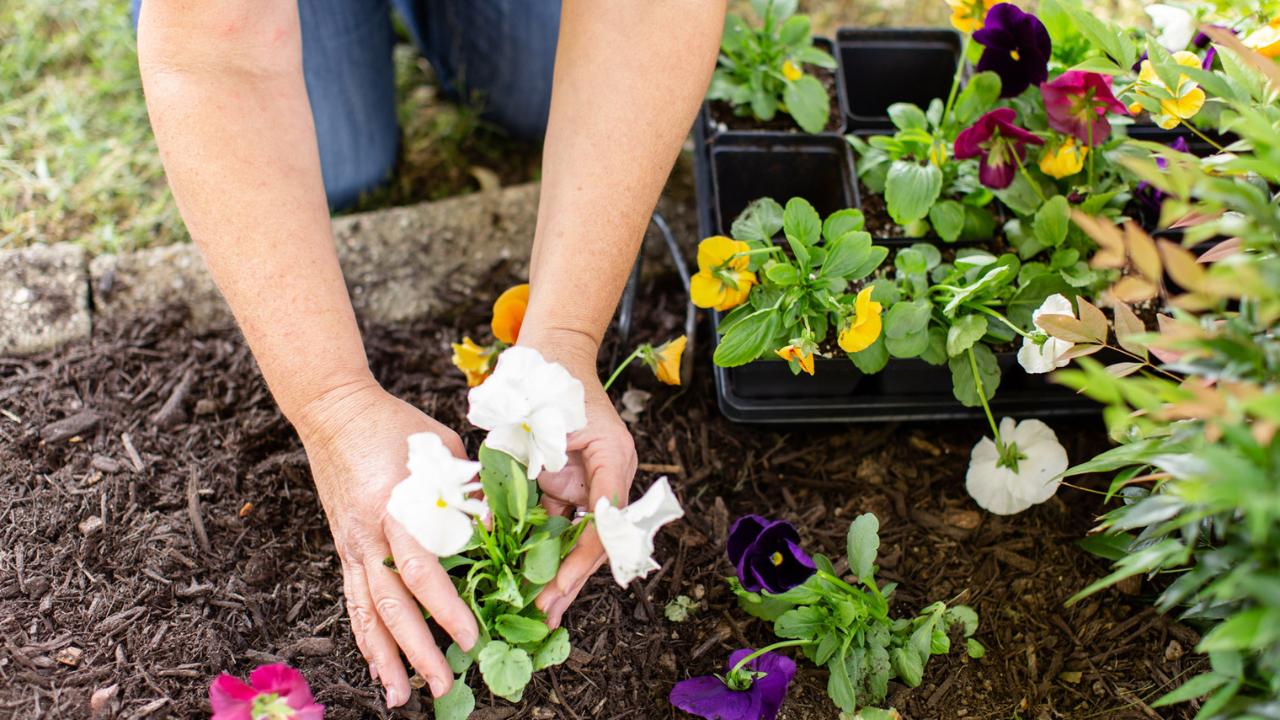 Close up view of someone planting a white flowered annual into a mulch bed