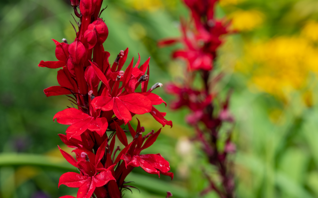 5 Maryland Native Plants to Add to Your Garden