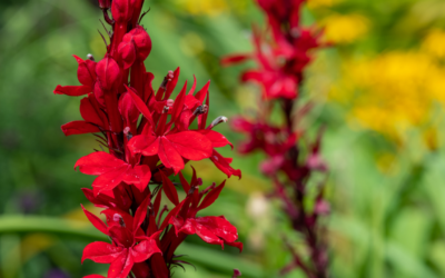5 Maryland Native Plants to Add to Your Garden