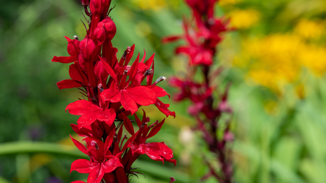 Up close image of a Cardinal Flower -- red, tall stems