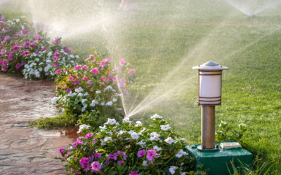 Watering Best Practices for a Lush Lawn