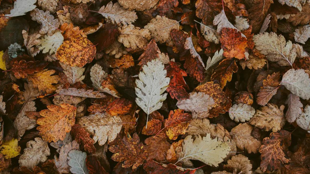 stock image of fall leaves stacked up