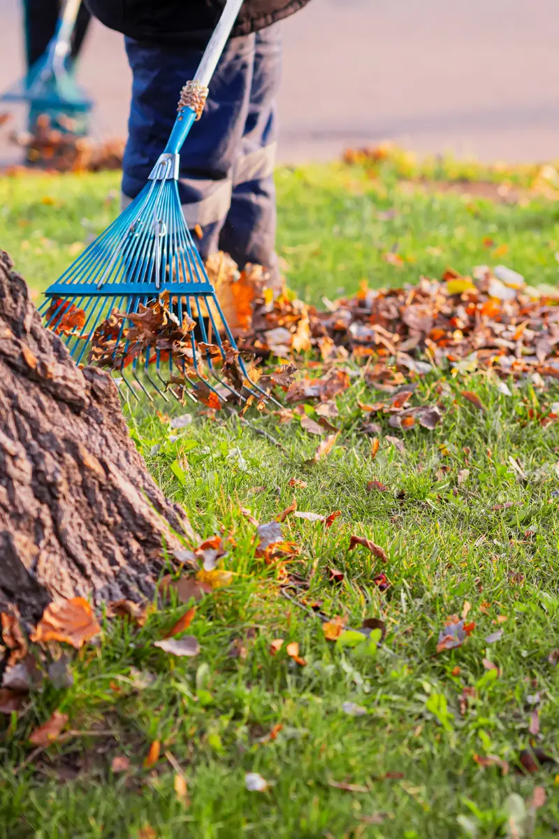 Stock image of someone raking leaves slightly out of frame